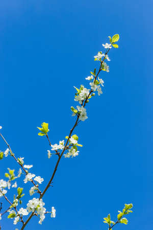 Branches of Blooming apple tree. beautiful white blossoms against blue sky, shallow field. White Cherry Blossom or Cherry tree in the spring.A lot of white flowers. copy spaceの写真素材