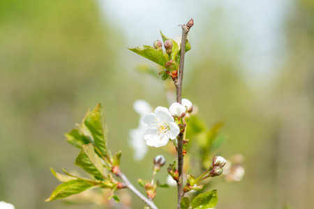 apple blossoms in spring on blurred background.branch of apple tree with many flowers.white flowers...