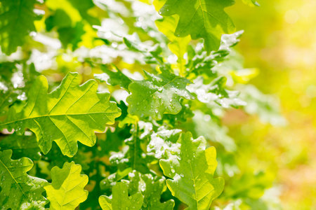 Green leaf of oak covered by water drops of dew. Freshness morning dew on young leaves. Close-up...