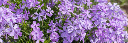 Creeping phlox ,Phlox subulata, also known as the moss phlox. Flowering plant.Flowerbed with Purple blooming flowers.web bannerの写真素材