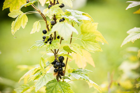Black currant bush with ripe red berries.red currant grows on a bush in the garden, berry, harvest,...
