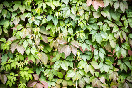 Green leaf texture. Leaf texture background. The natural texture of the Grass. Autumn foliage. Wild...