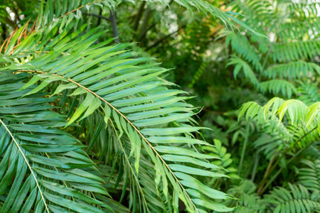 Sun over green palm leaf.Tropical palm leaves .Huge green leaves fanning out forming lush foliage....