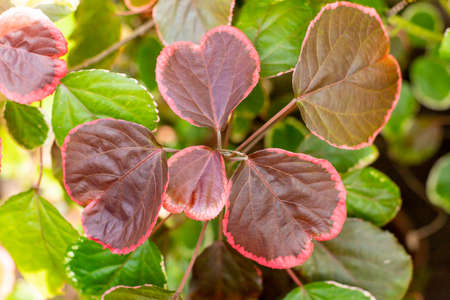 Closeup red autum leaf of iresine diffusa ,bloodleaf, herbstii plants.Irisine ornamental plant, beautiful and fresh leaf pattern, Tropic natural leavesの写真素材
