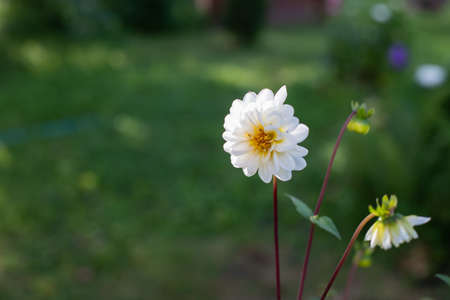 Amazing view of bright Dahlia flowering in the garden at the middle of sunny summer with green grass landscape.blossoming dahlias with white and yellow petals.copy spaceの写真素材