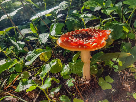 Red mushroom , toadstool in the forest.Amanita Muscaria.red fly agaric. Forest harvesting. Mycelium. White birch trees. Green grass. Natural background. Clear sunny weather.の写真素材