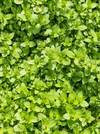 Green leaves wall background.Grass growing outdoors against field against glowing lights.concept for...