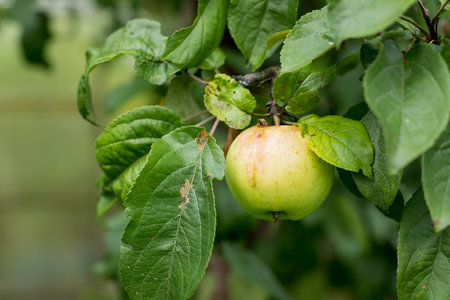 Fresh juicy apples ripening on apple tree branch. Organic fruits in home garden.Ripening young...