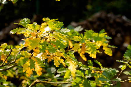 Autumn foliage background. Colorful leaves on sunny day, park scene. green and yellow oak tree...