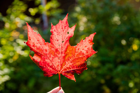 female hand holding multicolor maple leaf against nature blurred background with sun light rays....