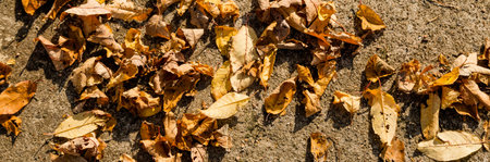 Fall landscape in yellow, country road with fallen dry leaves in the autumn forest at sunny day,...