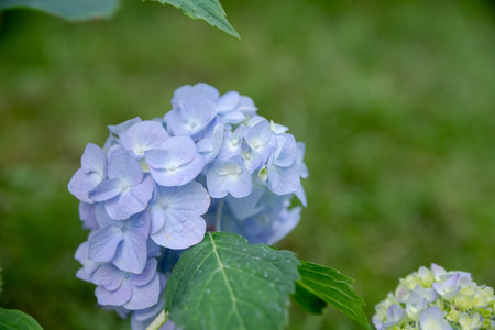 Many blue hydrangea flowers growing in the garden, floral background