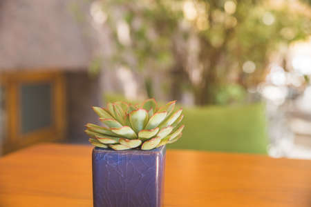 mini clay pot of flowering echeveria succulent house plant on wooden table background.green succulent plant in ceramic potの写真素材