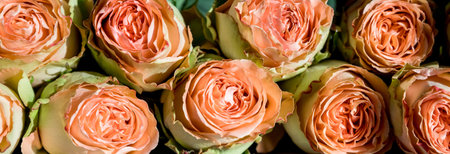 Bouquet of peony roses of juliet. Coral flowers, floral background.delicate bouquet of orange roses. Present for Happy Valentines day, happy birthday or weddingの写真素材