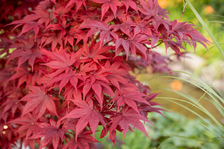 bright autumn leaves in the natural environment.Autumn Japanese garden with maple in...