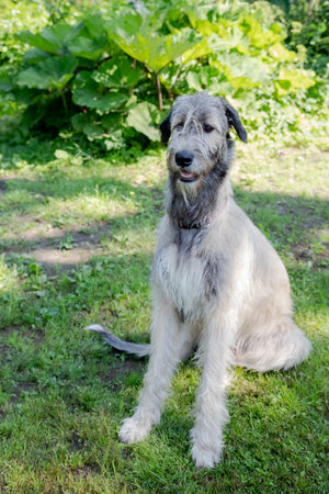 A beautiful beige irish wolfhound with nice expression in head in a gardenの写真素材