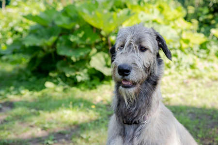 A beautiful beige irish wolfhound with nice expression in head in a gardenの写真素材
