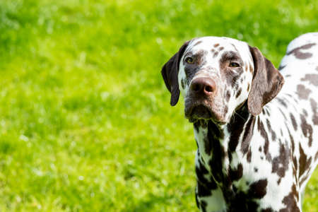 portrait of a funny dalmatian on meadow.dalmatian dog with brown spots. purebred pets from 101 dalmatian movie with funny face outdoors in hot sunny summer time with green background.Copy spaceの写真素材