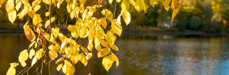 Branch of a tree with yellow leaves above the water of a lake on a sunny autumn day. Scenic...