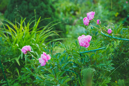 Pink peonies in the garden. Blooming bright peony. Closeup of beautiful red Peonie flower. Summer gardenの写真素材