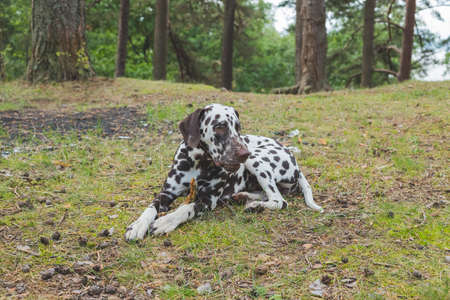 Dalmatian dog lying on the lawn.Sweet cute dog puppy lying on a green meadow. dogs walking outdoor. dog has fun in forest, playing on lawn. Copy spaceの写真素材