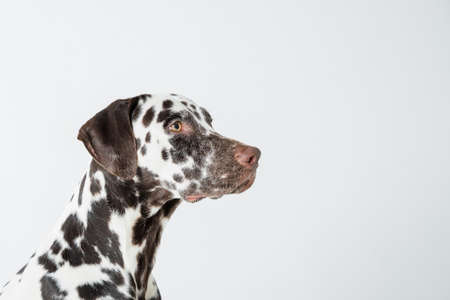 Dalmatian dog sitting looking in the camera.Beautiful Dalmation Dog Sitting Down on Isolated white Background.Dog looks right. Profile of a large dog.Copy spaceの写真素材