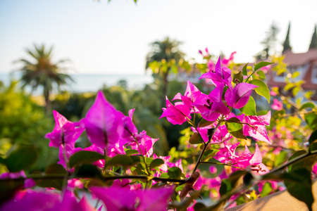 Flowers Bougainvillea tropical bush in garden against blue sky. Bright beautiful pink purple ornamental climbing plant Bougainvillea glabra that widely cultivated in tropics.の写真素材