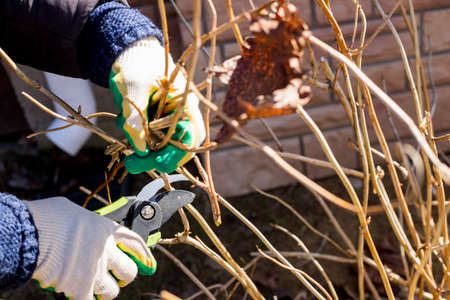 Pruning shears and gloves. Cutting the remains of last years plants with a pruner. preparation for summer, pruning of dry shrub branches with garden scissors.Spring seasonal gardeningの写真素材