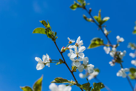Apple trees flowers. the seed-bearing part of a plant.Spring flower natural landscape with white...