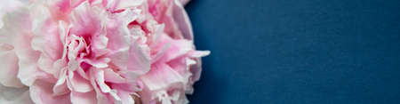 female hand holding a bright pink peonies ,bud. Woman with spring flowers. blue backgound, copy space for text. Top view, minimalistic composition. Invitation, holiday bannerの写真素材
