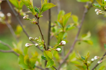 White blossoming apple tree. Spring season, spring colors.Large branch with white and pink apple...