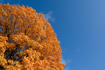 Big beautiful maple tree with red autumn leaves in the park on a sunny autumn day. Maple branch with...