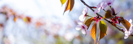 Cherry Blossoms with white Petals on Spring on a sunny day.Closeup of pink cherry blossom tree...