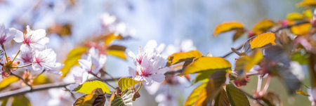 Cherry Blossoms with white Petals on Spring on a sunny day.Closeup of pink cherry blossom tree...