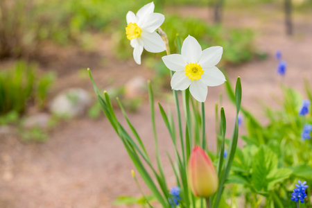 Yellow soft daffodil flower with green leaves in the park outdoor. Beautiful narcissus spring...