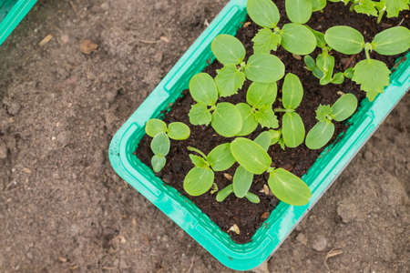 Hands with little plant. cucumber seedlings in small containers, planting, transplant seedling, homeplant, vegetables in garden.fertile soil for organic farming.の写真素材