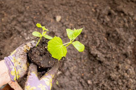 Hands with little plant. cucumber seedlings in small containers, planting, transplant seedling, homeplant, vegetables in garden.fertile soil for organic farming.の写真素材