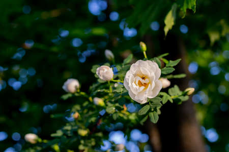 White flowers on green bush.Rosa pimpinellifolia, the burnet rose, which is particularly associated with Scotland.The white rose is blooming.の写真素材