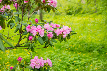 Bush of many delicate vivid pink flowers of azalea or Rhododendron plant in a sunny spring...