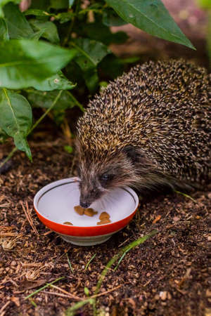 Hedgehog, Scientific name: Erinaceus Europaeus. Close up of a wild, native, European hedgehog eating food from ceramic bowl. Facing left on green grass lawn.Copy space.の写真素材