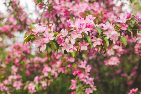 Branch with many vivid decorative red crab apple flowers and blooms in a tree in full bloom in a...