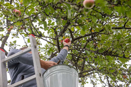 Hand reaching for apple growing on top of tree in orchard. male hands pluck an apple from a branch. Harvest apples on a sunny day.Farmer stands on stairs ladder and plucks apples from branchesの写真素材