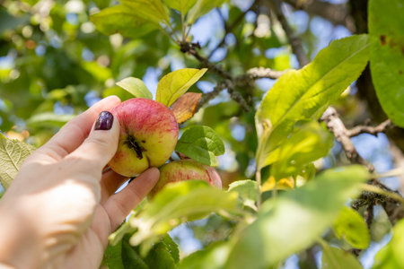 Hand reaching for apple growing on top of tree in orchard. female hands pluck an apple from a...