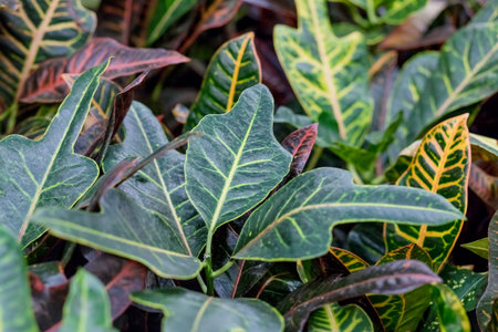 Kodiyeum plant ,Croton, Codium- green leaves with yellow and orange veins. Natural background. Leaf...