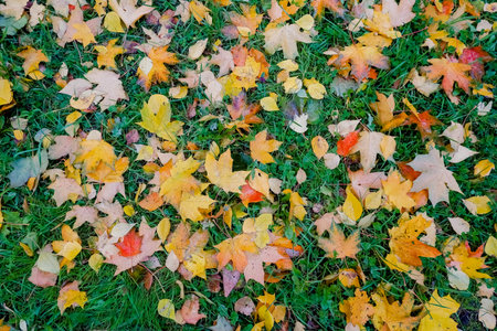 Yellow, orange and red september autumn leaves on ground in beautiful fall park. Fallen golden...
