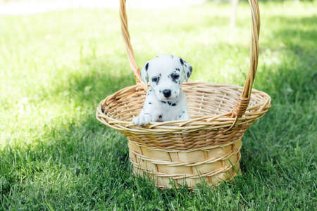 beautiful dalmatian puppy outdoors in summer, sitting in straw basket outside in the park. active pets. Beloved, well-mannered and healthy animals. copy spaceの写真素材