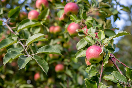 Apple tree branch with red apples on a blurred background during ripening.Ripe organic crops growing...