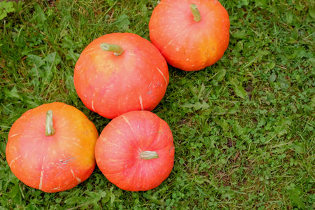 Large and Small Ripe Orange Pumpkins Used as Decorations on Grass Lawn Rack Focusの写真素材