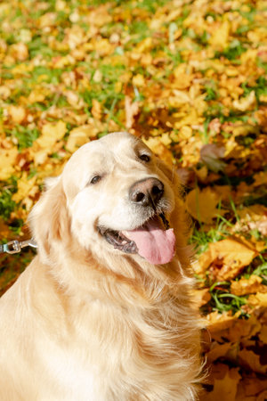 Young labrador retriever dog in the fallen yellow maple leaves in autumn parkの写真素材