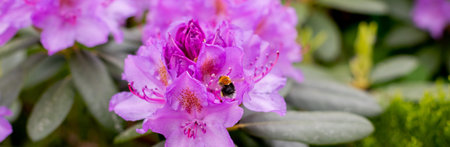 Rhododendron ,beautiful blooming azalea - flowering decorative shrubs.flowers are fully opened,...